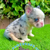 Merle Fluffy French Bulldog, a female French Bulldog for sale in San Diego, CA – Photo 3 of 4