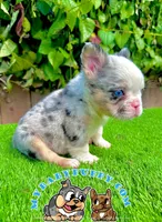 Merle Fluffy French Bulldog, a female French Bulldog for sale in San Diego, CA – Photo 3 of 4