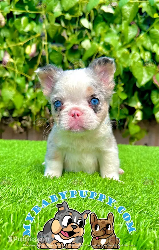 Merle Fluffy French Bulldog