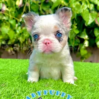 Merle Fluffy French Bulldog, a female French Bulldog for sale in San Diego, CA – Photo 1 of 4