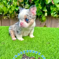 Merle Fluffy French Bulldog, a female French Bulldog for sale in San Diego, CA – Photo 4 of 4