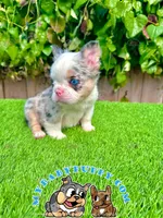 Merle Fluffy French Bulldog, a female French Bulldog for sale in San Diego, CA – Photo 4 of 4