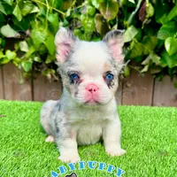 Merle Fluffy French Bulldog, a female French Bulldog for sale in San Diego, CA – Photo 2 of 4