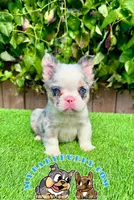 Merle Fluffy French Bulldog, a female French Bulldog for sale in San Diego, CA – Photo 2 of 4