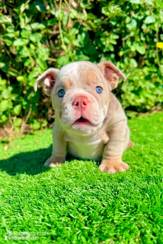 Chanel – Lilac Tri Merle English Bulldog Female – English Bulldog puppy for sale in San Diego, CA