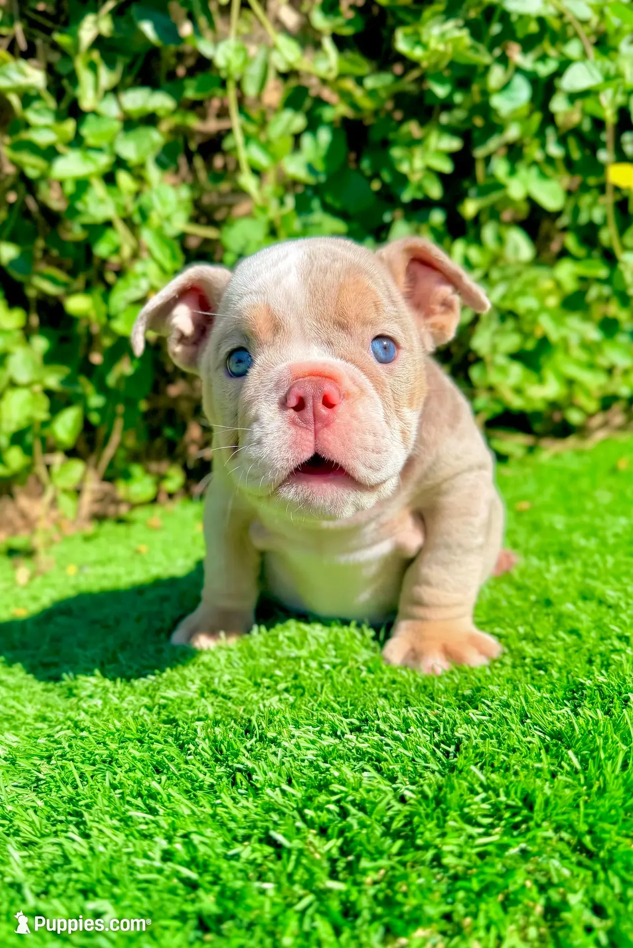 Chanel – Lilac Tri Merle English Bulldog Female, a female English Bulldog for sale in San Diego, CA – 1 of 4