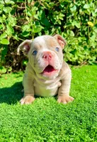Chanel – Lilac Tri Merle English Bulldog Female, a female English Bulldog for sale in San Diego, CA – 4 of 4