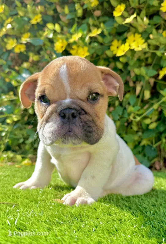 🐶 Bella – Traditional Fawn English Bulldog Female  – English Bulldog puppy for sale in San Diego, CA