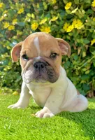 🐶 Bella – Traditional Fawn English Bulldog Female , a female English Bulldog for sale in San Diego, CA – 1 of 4
