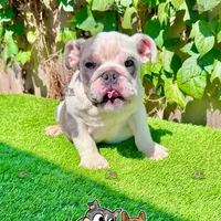 Bluey (Blue Tri), a male English Bulldog for sale in San Diego, CA – Photo 2 of 4