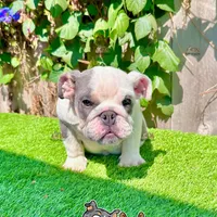 Bluey (Blue Tri), a male English Bulldog for sale in San Diego, CA – Photo 4 of 4