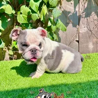 Bluey (Blue Tri), a male English Bulldog for sale in San Diego, CA – Photo 1 of 4