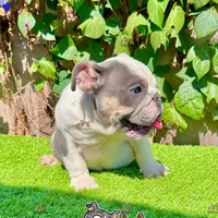 Bluey (Blue Tri), a male English Bulldog for sale in San Diego, CA – Photo 3 of 4