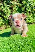 Chanel (English Bulldog), a female English Bulldog for sale in San Diego, CA – 2 of 4