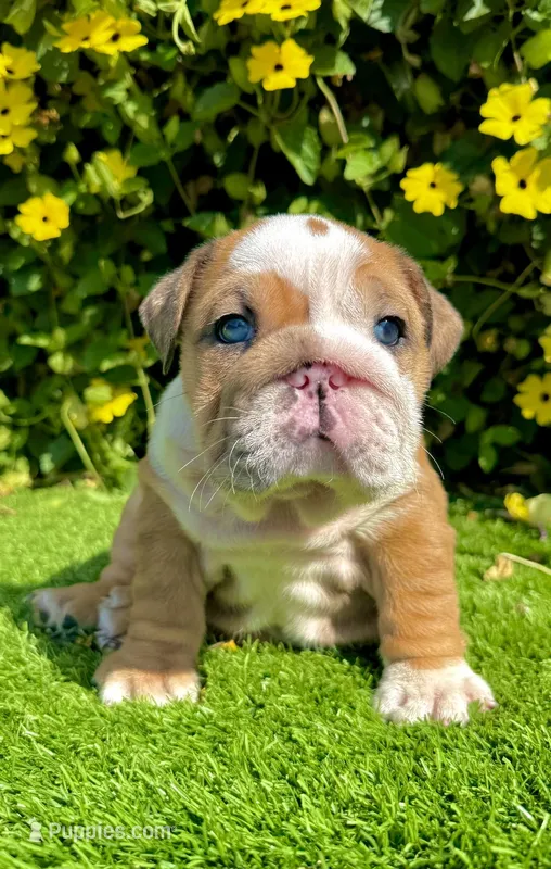 Fawn Merle English Bulldog Female – Blue Eyes – English Bulldog puppy for sale in San Diego, CA
