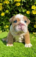 Fawn Merle English Bulldog Female – Blue Eyes, a female English Bulldog for sale in San Diego, CA – Photo 1 of 5