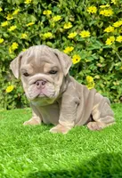 Bubba (Lilac English Bulldog), a male English Bulldog for sale in San Diego, CA – Photo 4 of 5