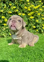 Bubba (Lilac English Bulldog), a male English Bulldog for sale in San Diego, CA – Photo 5 of 5