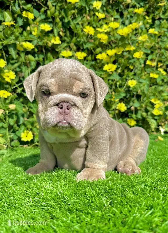 Bubba (Lilac English Bulldog)