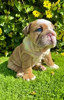 Fawn Merle English Bulldog Female – Blue Eyes, a female English Bulldog for sale in San Diego, CA – Photo 3 of 5