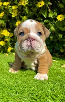 Fawn Merle English Bulldog Female – Blue Eyes, a female English Bulldog for sale in San Diego, CA – Photo 4 of 5