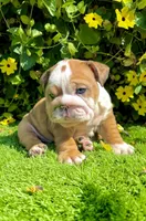 Fawn Merle English Bulldog Female – Blue Eyes, a female English Bulldog for sale in San Diego, CA – Photo 5 of 5