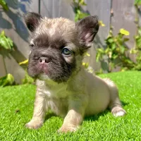 Coco (Big Rope Fluffy), a female French Bulldog for sale in San Diego, CA – Photo 3 of 5