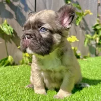Coco (Big Rope Fluffy), a female French Bulldog for sale in San Diego, CA – Photo 1 of 5