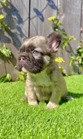Coco (Big Rope Fluffy), a female French Bulldog for sale in San Diego, CA – Photo 1 of 5