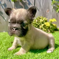 Coco (Big Rope Fluffy), a female French Bulldog for sale in San Diego, CA – Photo 2 of 5