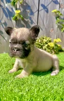 Coco (Big Rope Fluffy), a female French Bulldog for sale in San Diego, CA – Photo 2 of 5