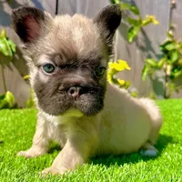 Coco (Big Rope Fluffy), a female French Bulldog for sale in San Diego, CA – Photo 4 of 5