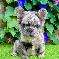 Charlie (Merle Fluffy), a male French Bulldog for sale in San Diego, CA – Photo 3 of 4