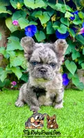 Charlie (Merle Fluffy), a male French Bulldog for sale in San Diego, CA – Photo 3 of 4
