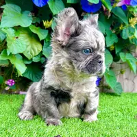 Charlie (Merle Fluffy), a male French Bulldog for sale in San Diego, CA – Photo 1 of 4