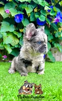 Charlie (Merle Fluffy), a male French Bulldog for sale in San Diego, CA – Photo 1 of 4