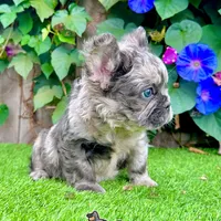 Charlie (Merle Fluffy), a male French Bulldog for sale in San Diego, CA – Photo 4 of 4