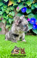 Charlie (Merle Fluffy), a male French Bulldog for sale in San Diego, CA – Photo 4 of 4
