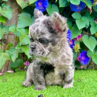 Charlie (Merle Fluffy), a male French Bulldog for sale in San Diego, CA – Photo 2 of 4