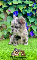 Charlie (Merle Fluffy), a male French Bulldog for sale in San Diego, CA – Photo 2 of 4