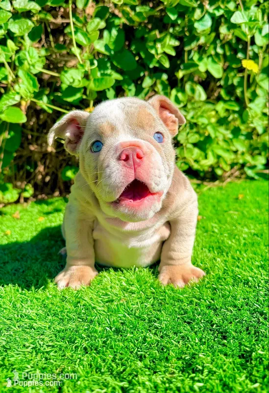 Chanel (English Bulldog), a female English Bulldog for sale in San Diego, CA – 1 of 4