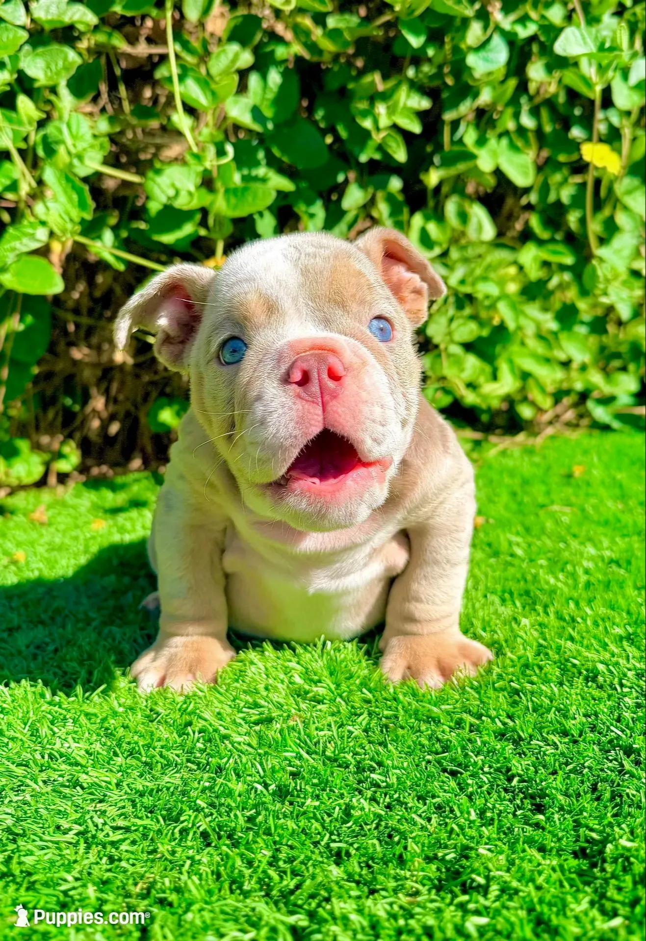 Chanel (English Bulldog), a female English Bulldog for sale in San Diego, CA – 1 of 4