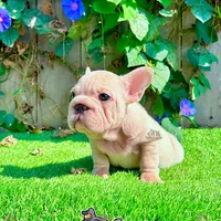 Gunther (Big Rope Frenchie), a male French Bulldog for sale in San Diego, CA – Photo 2 of 4
