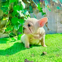 Gunther (Big Rope Frenchie), a male French Bulldog for sale in San Diego, CA – Photo 3 of 4