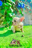 Gunther (Big Rope Frenchie), a male French Bulldog for sale in San Diego, CA – Photo 3 of 4