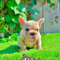 Gunther (Big Rope Frenchie), a male French Bulldog for sale in San Diego, CA – Photo 4 of 4