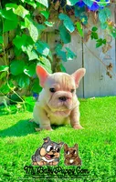 Gunther (Big Rope Frenchie), a male French Bulldog for sale in San Diego, CA – Photo 4 of 4