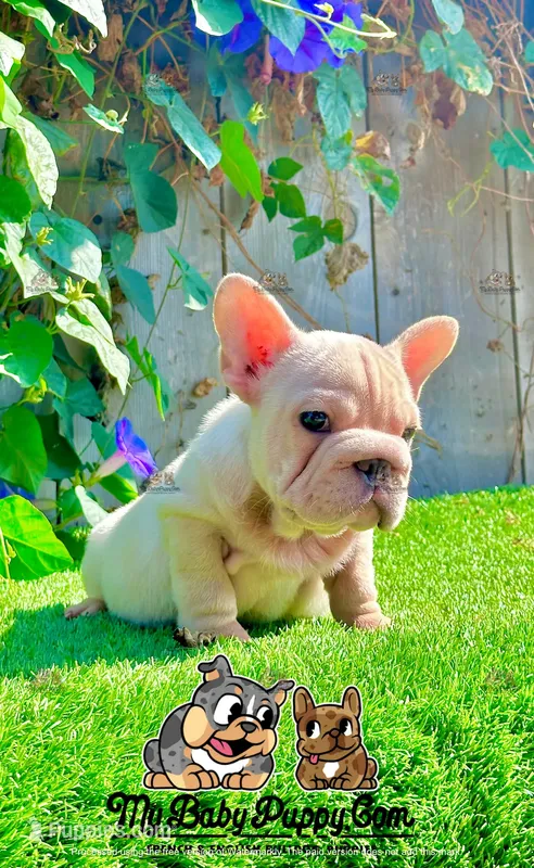 Gunther (Big Rope Frenchie)