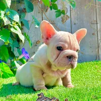 Gunther (Big Rope Frenchie), a male French Bulldog for sale in San Diego, CA – Photo 1 of 4