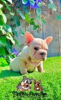 Gunther (Big Rope Frenchie), a male French Bulldog for sale in San Diego, CA – Photo 1 of 4